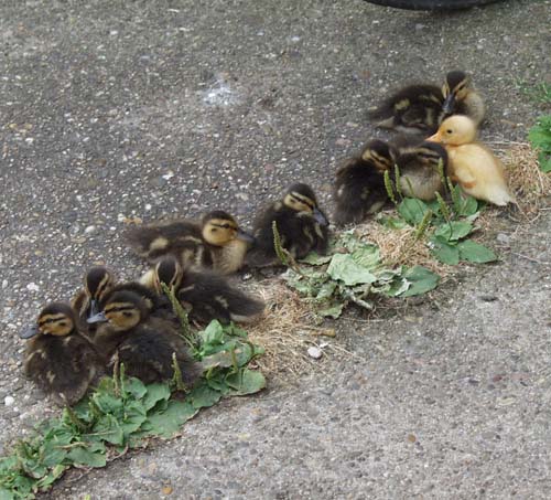 Entenfamilie im Hinterhof - Enten-Forum