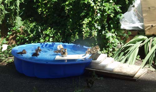 Entenfamilie im Hinterhof - Enten-Forum